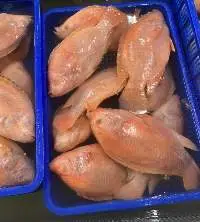 Red Tilapia
