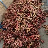 Galangal