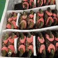 Crab