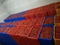 FRESH CHILI