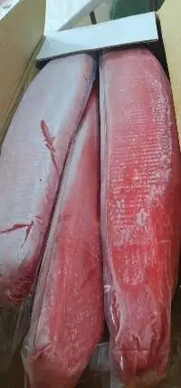 Frozen Tuna Meat