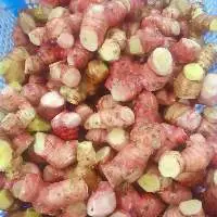 Galangal