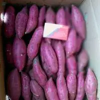 Sweet Potato