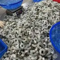 Frozen Shrimp