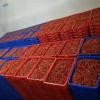 Fresh Chilli