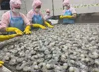 Frozen Shrimp