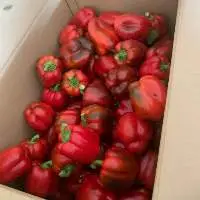Bell Pepper