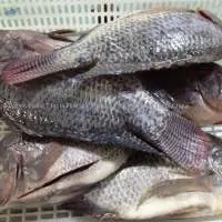 Frozen Perch