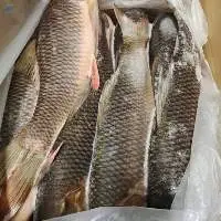 FROZEN ROHU FISH
