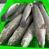 Snakehead