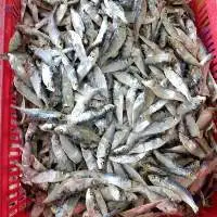 Dried Herring Fish
