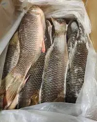Frozen Rohu Fish