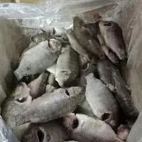 Frozen Perch