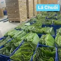 Banana Leaf