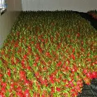 title='Fresh Dragon Fruit'
