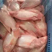 Frozen Tilapia