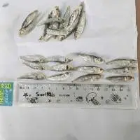 Dried Herring Fish