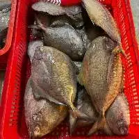 Black Bird Fish