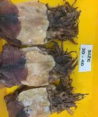 Dried Black Squid