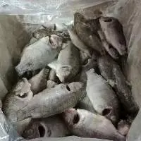 Frozen Perch