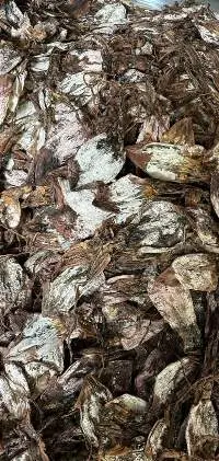 Dried Black Squid
