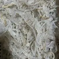 Frozen Jelly Fish
