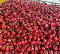 Bell pepper