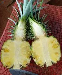 Pineapple