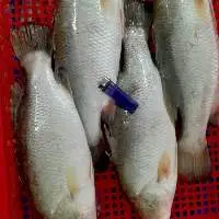 Frozen Seabass Fish