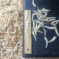 Dried Anchovy Fish