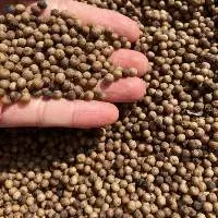 Black Pepper