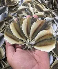 Goldfish
