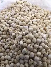 Lotus Seed