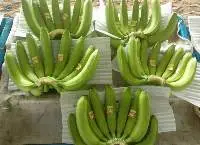 Fresh Banana