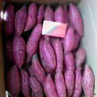 Sweet Potato