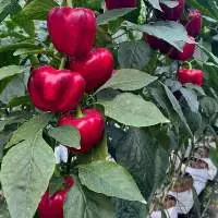 Bell Pepper