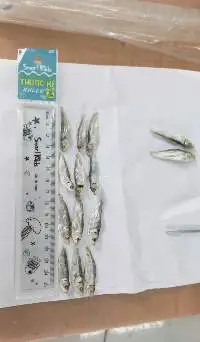 DRIED HERRING FISH
