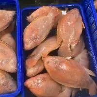 Frozen Red Tilapia Fish