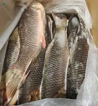 Frozen Rohu Fish