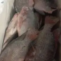 Frozen perch