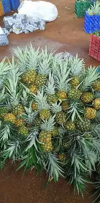 Fresh Pineapple