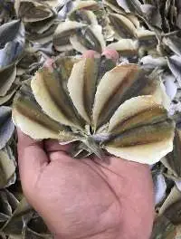 Goldfish