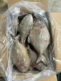 Black Pomfret
