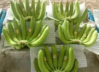 Fresh Banana