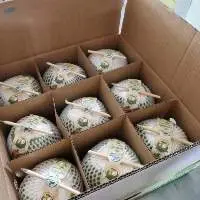 Coconut