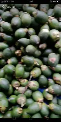 Fresh Young Betel Nuts