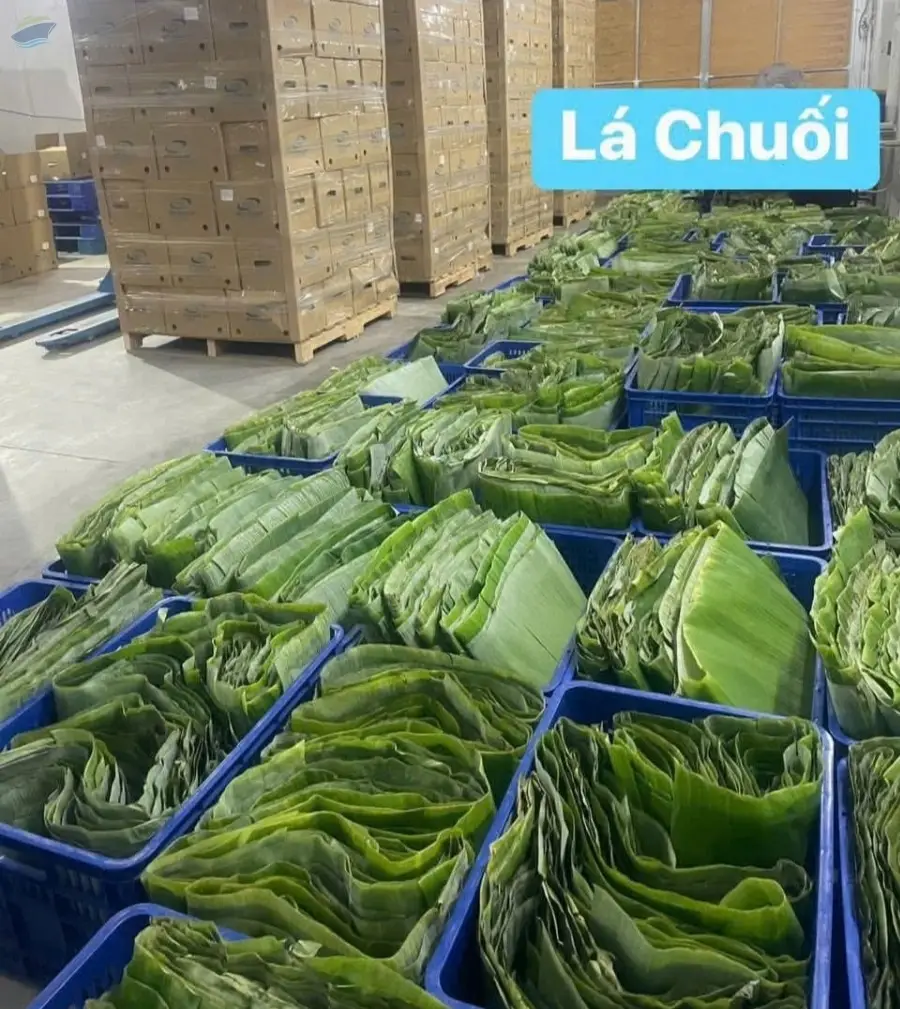 Banana Leaves