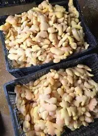 Ginger