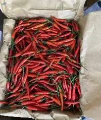 Chili