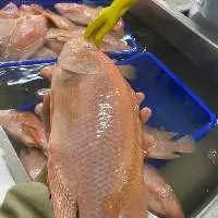 Frozen Red Tilapia